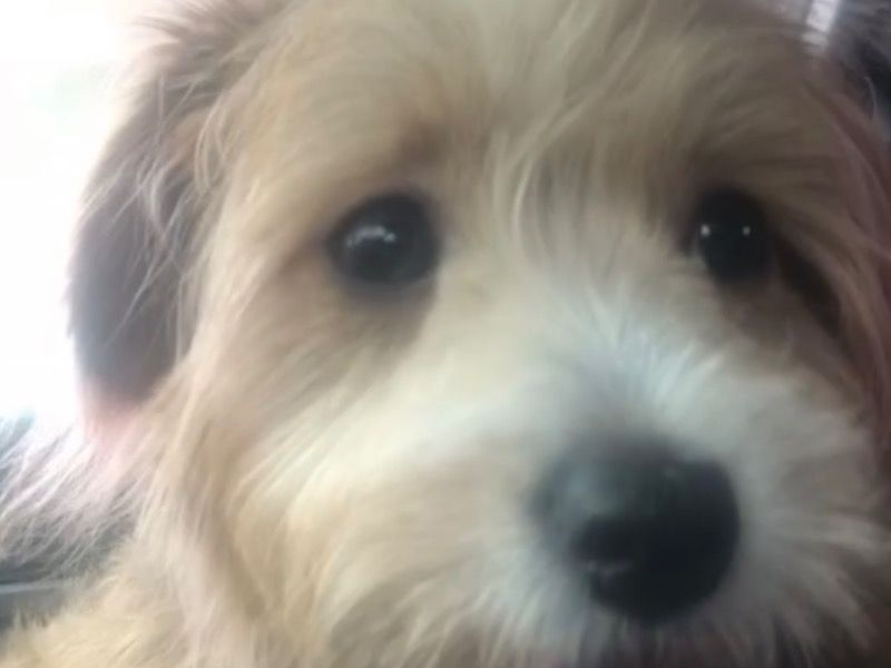 Dream – Poodle x Cairn Terrier Female Dog for Sale in Texas | Vaccinated
