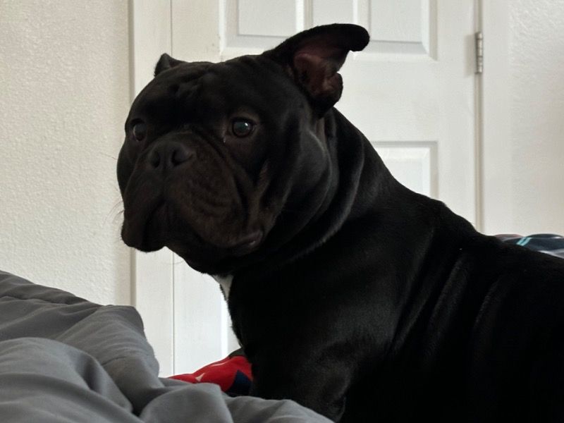 Hulk – American Pocket Bully Stud Dog for Breeding in California | Vaccinated