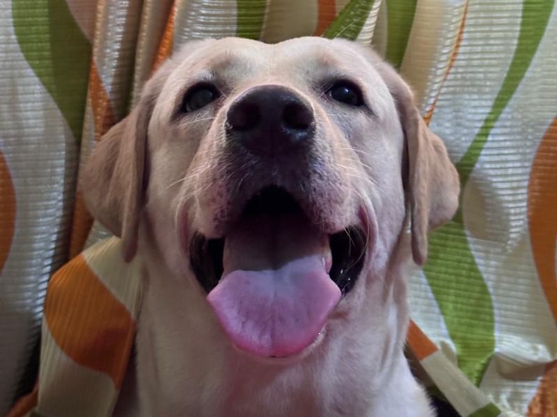 Jenny – White Labrador Retriever Female Dog for Breeding in Maharashtra | Vaccinated