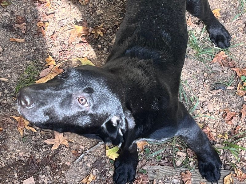 Scout – Labrador Retriever Male Dog for Adoption in Alabama | Vaccinated