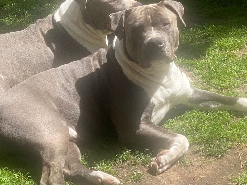 Zeus – American Staffordshire Terrier Male Dog for Sale in Victoria | Vaccinated