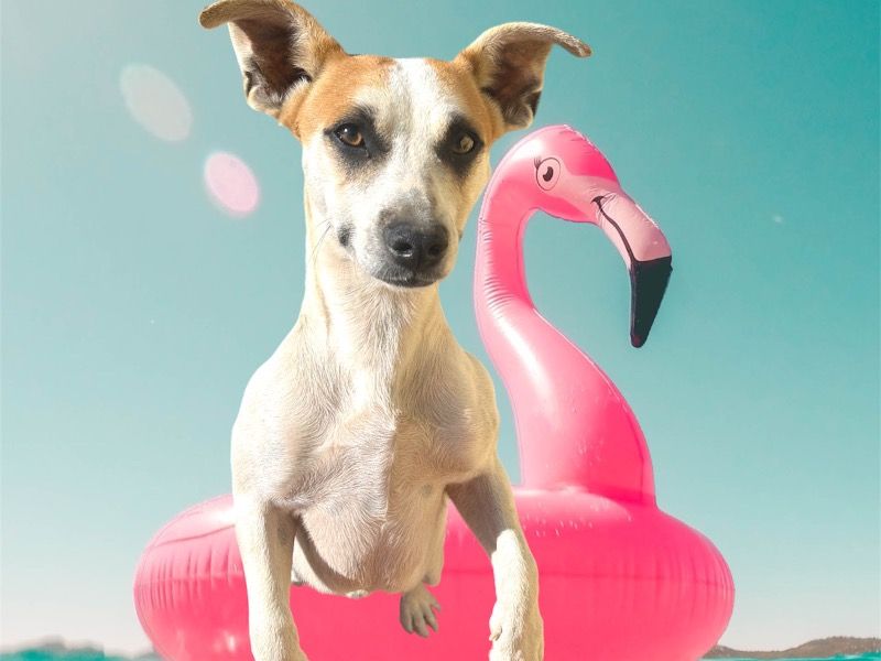 Unknown – Rat Terrier Female Dog for Sale in California