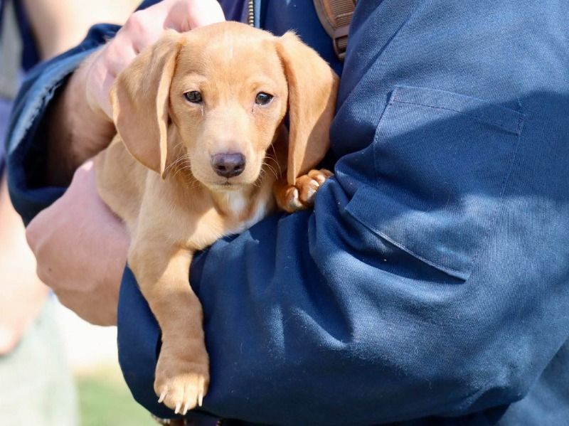 Hermy – Dachshund Stud Dog for Breeding in Indiana | Vaccinated