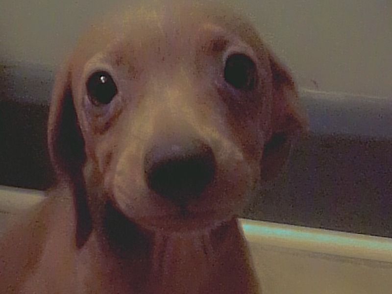 No Name – Chihuahua Female Dog for Sale in Ohio