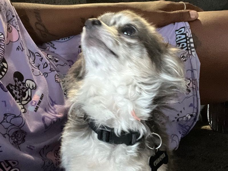 Chacha – Chihuahua Stud Dog for Breeding in Georgia | Vaccinated