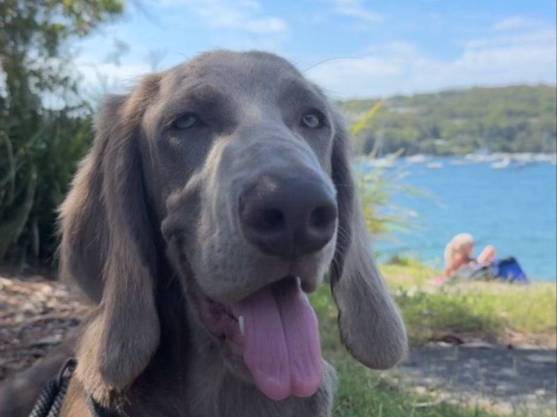 Miro – Weimaraner Stud Dog for Breeding in New South Wales | Vaccinated