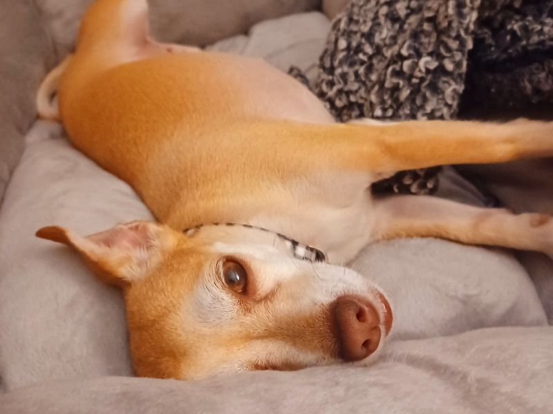Bella – Chihuahua Female Dog for Breeding in Minnesota | Vaccinated
