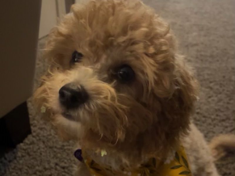 Roo – Mini Golden Doodle Female Dog for Breeding in Manitoba | Vaccinated