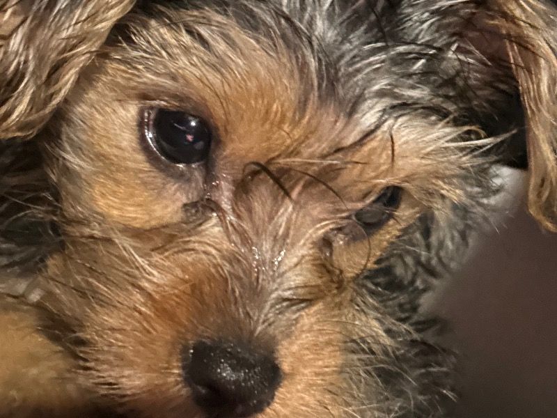 Rumi – Yorkipoo x Miniature Poodle Female Dog for Sale in Kentucky | Vaccinated