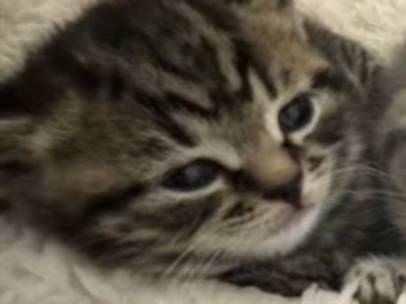 No Name – Tabby Male Cat for Adoption in England