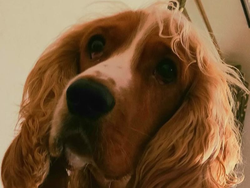 Jimmy – Cocker Spaniel Stud Dog for Breeding in Karnataka | Vaccinated