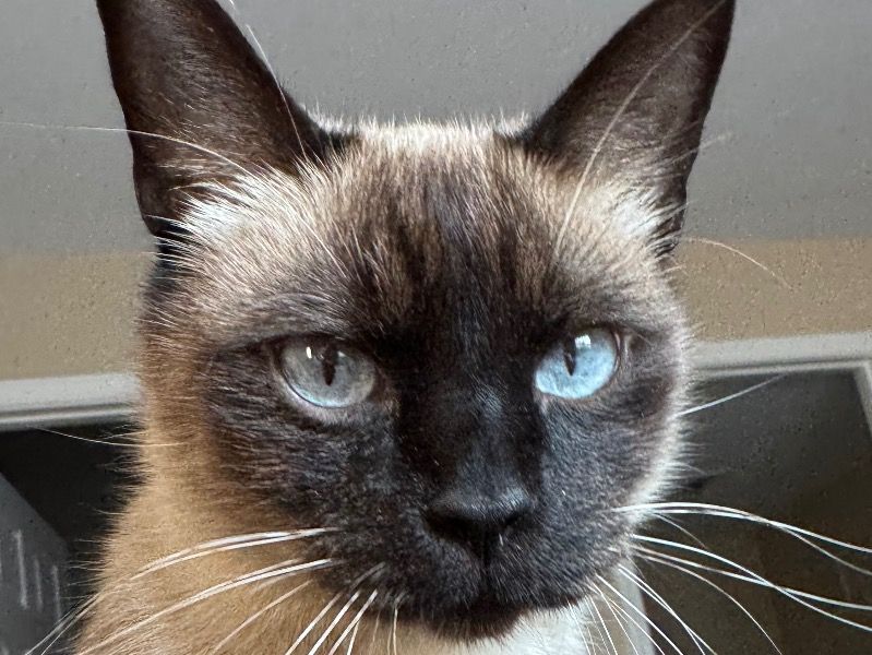 William – Siamese Male Cat for Adoption in Indiana | Vaccinated