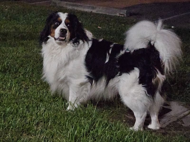 Sergeant – Bernese Mountain Dog x Cavalier King Charles Spaniel Stud Dog for Breeding in Florida | Vaccinated