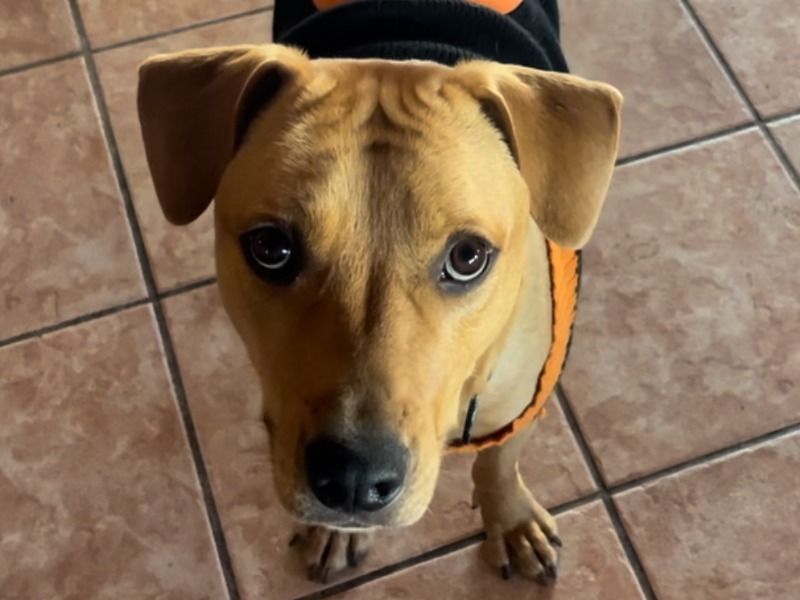 Champ – German Pinscher Male Dog for Adoption in California | Vaccinated