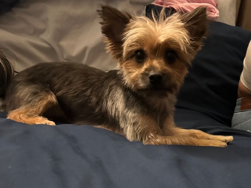 Cloe – Yorkshire Terrier x Chihuahua Female Dog for Sale in Massachusetts | Vaccinated