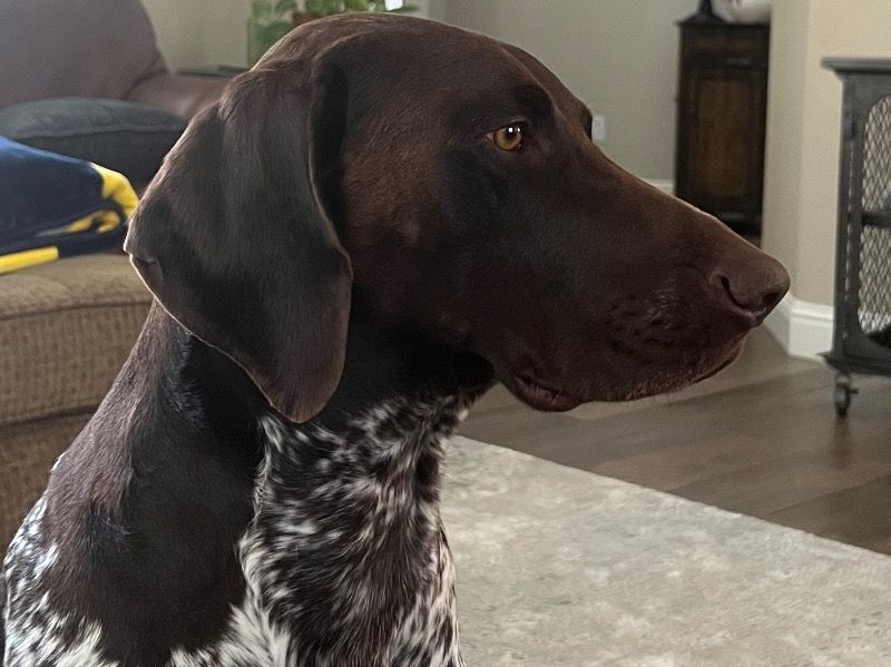 Rocky – German Shorthaired Pointer Stud Dog for Breeding in California | Vaccinated