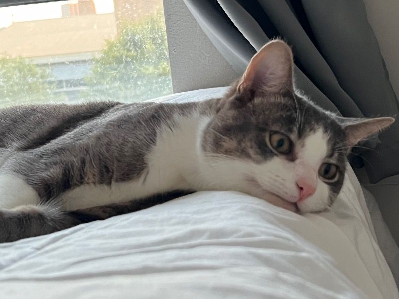 Chico – American Shorthair Male Cat for Adoption in England
