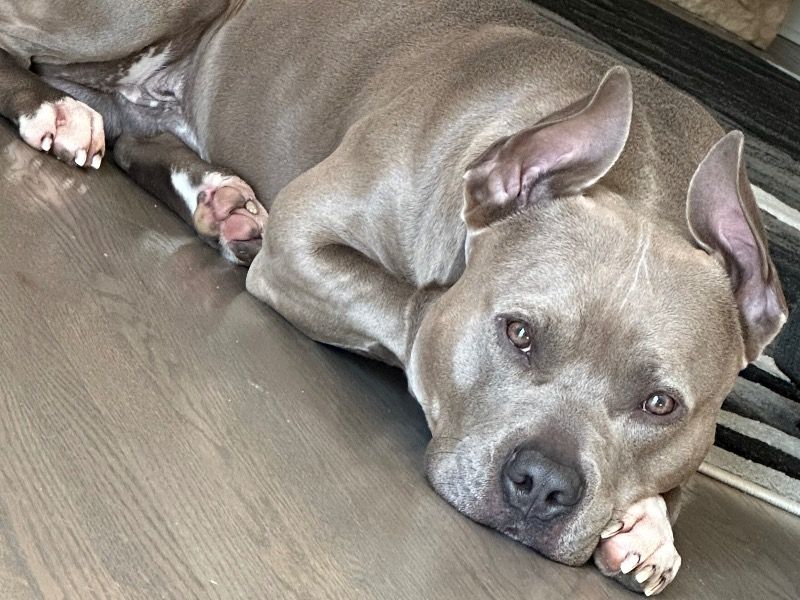 Blu – Blue nose Pitbull Male Dog for Adoption in Illinois | Vaccinated