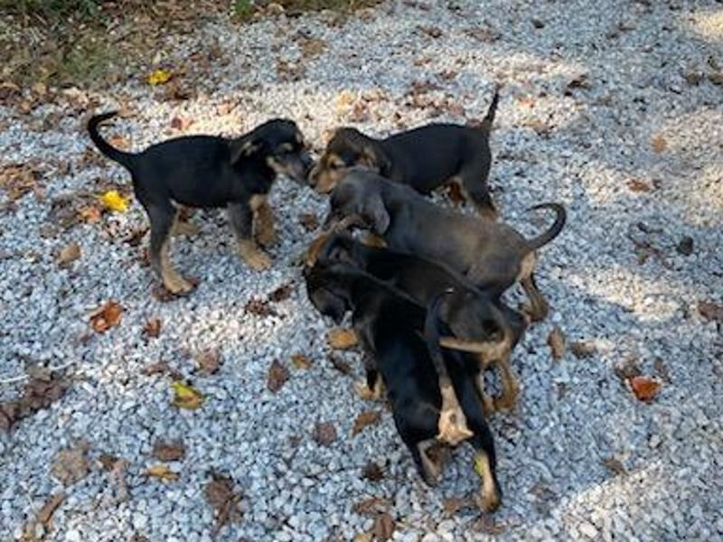 They Are Puppies – Mountain Cur x Giant Schnauzer Female Dog for Adoption in Tennessee
