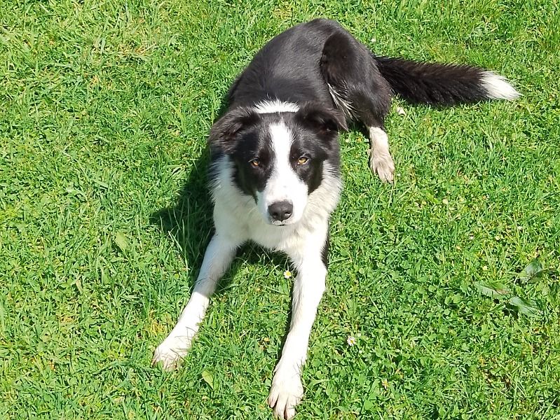 Rossie – Border Collie Female Dog for Breeding in West Coast | Vaccinated