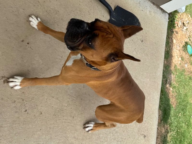 Captain – Boxer Male Dog for Sale in Alabama | Vaccinated