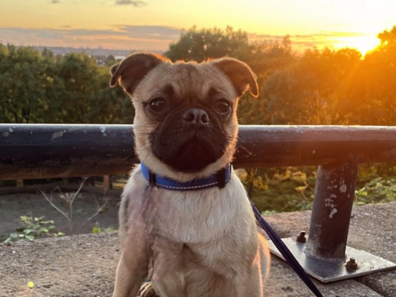 Jeff – Pug Stud Dog for Breeding in England
