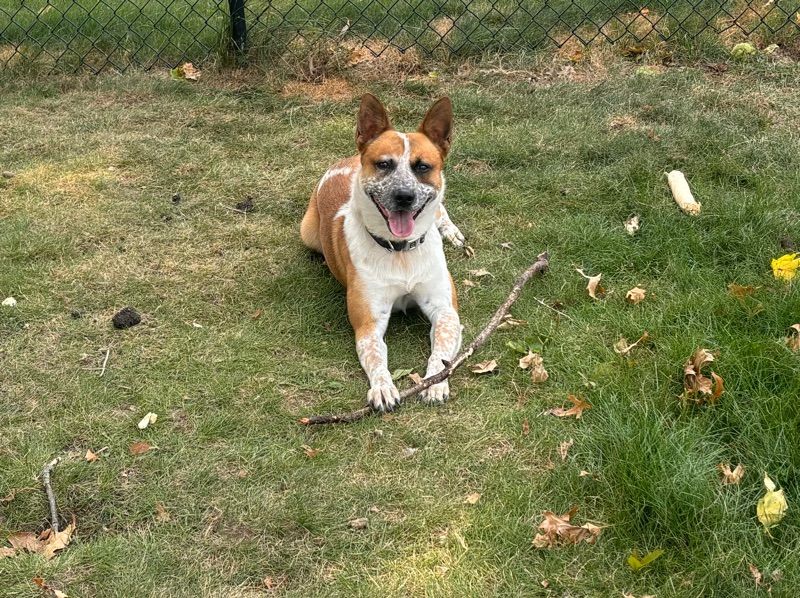 Thumper – Australian Cattle Dog Male Dog for Adoption in Iowa | Vaccinated