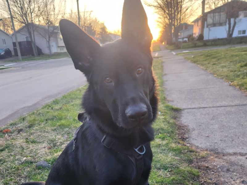 Diesel – Czech German shepherd Male Dog for Sale in New Brunswick | Vaccinated