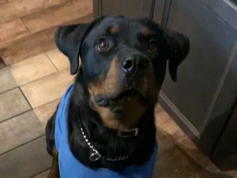 Kasino – Rottweiler Female Dog for Breeding in Illinois | Vaccinated
