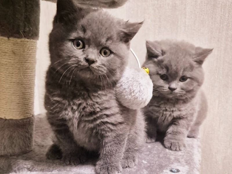British Shorthair Kittens – British Shorthair Male Cat for Sale in England | Vaccinated