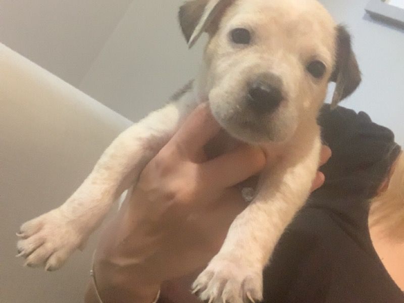 Rio – American Staffordshire Terrier x American Bulldog Male Dog for Sale in England