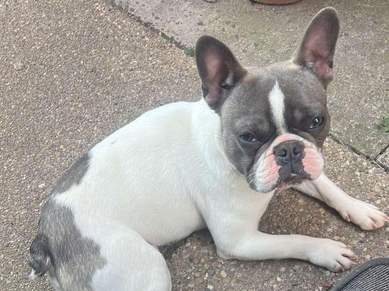 Rocco – French Bulldog Stud Dog for Breeding in England | Vaccinated, Pedigree