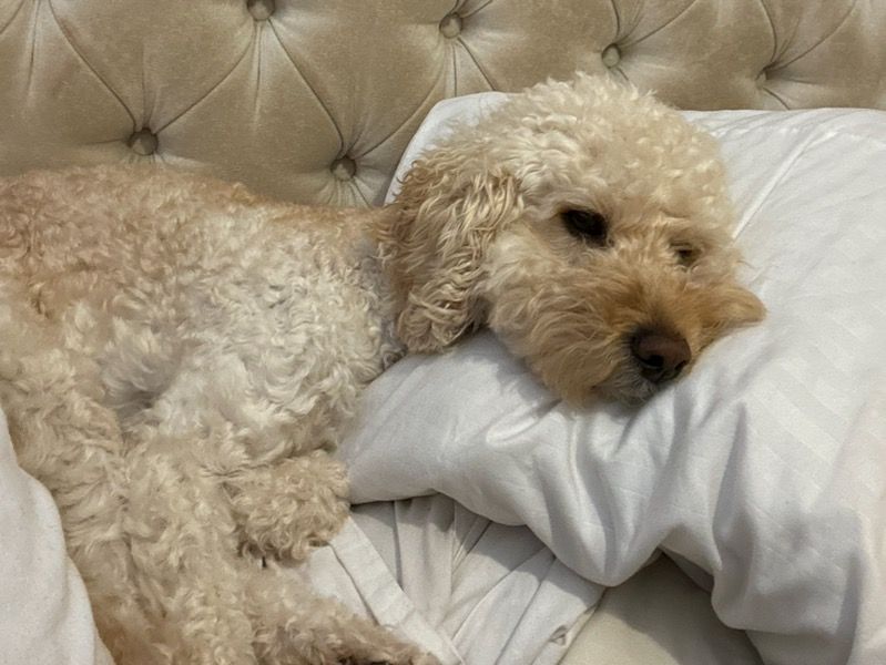 Crumble – Cockapoo Female Dog for Breeding in England | Vaccinated