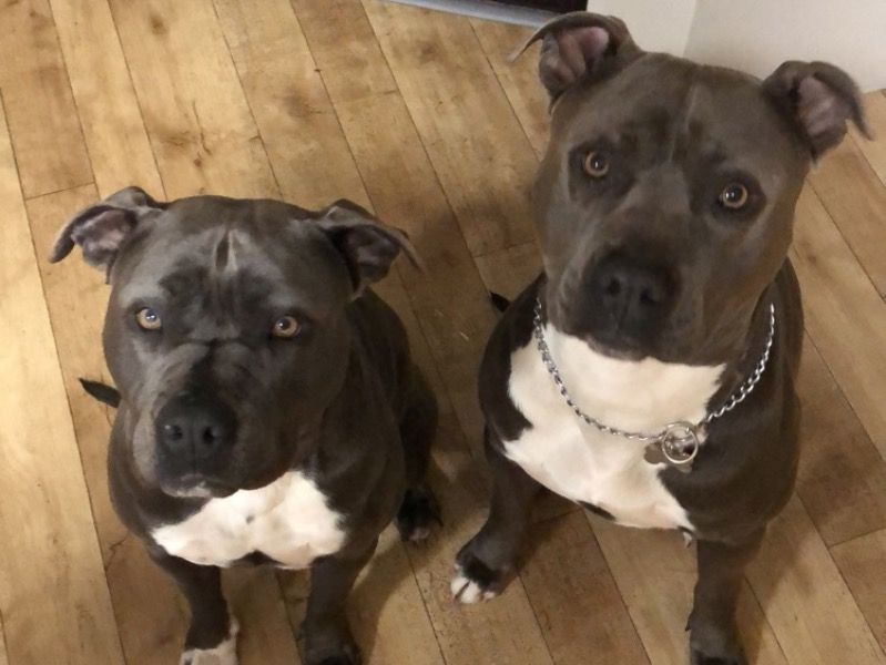 Poppy – American Staffordshire Terrier Female Dog for Adoption in Western Australia | Vaccinated