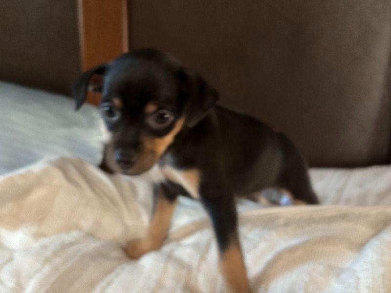 Koko – Miniature Pinscher Female Dog for Sale in California | Vaccinated