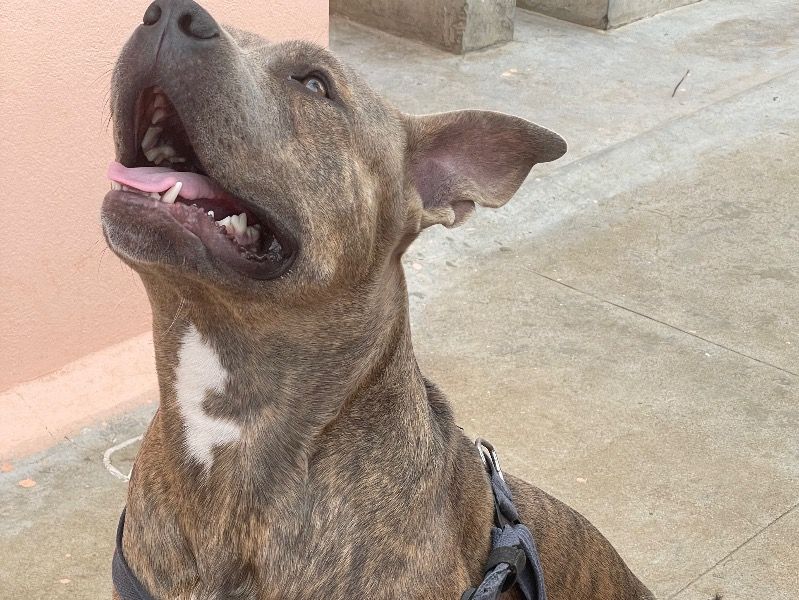 Rhino – American Bully Stud Dog for Breeding in Karnataka | Vaccinated