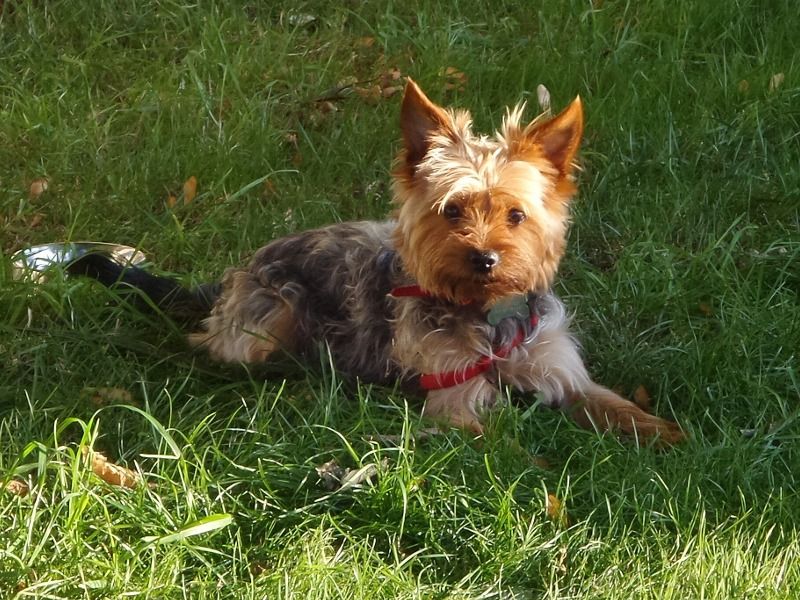 Ernie – Yorkshire Terrier Stud Dog for Breeding in England | Vaccinated