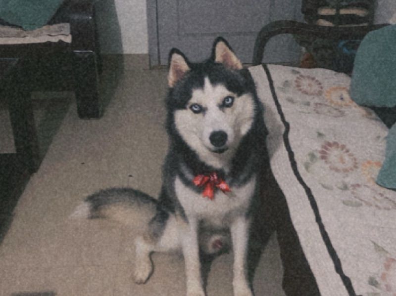 Phantom – Siberian Husky Stud Dog for Breeding in Karnataka | Vaccinated