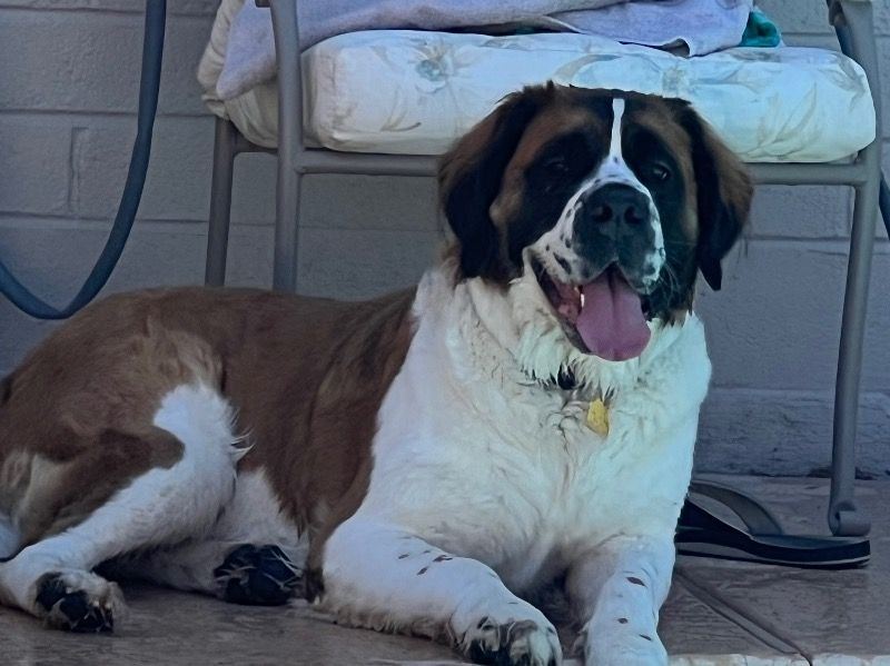 Zola – Saint Bernard Female Dog for Breeding in Arizona | Vaccinated