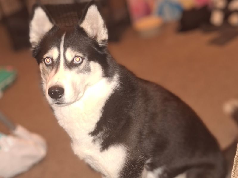 Leia – Siberian Husky Female Dog for Adoption in England | Vaccinated