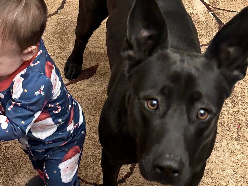 Kujo – Black German Shepherd x Blue nose Pitbull Male Dog for Adoption in Texas | Vaccinated