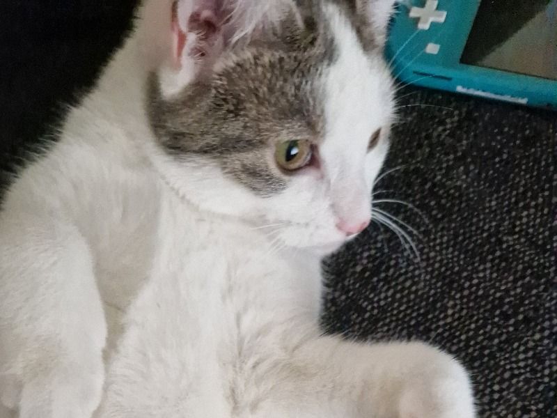 Willow – British Shorthair x Maine Coon Female Cat for Breeding in England