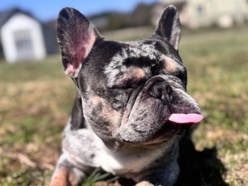 Toad – French Bulldog Stud Dog for Breeding in North Carolina | Vaccinated