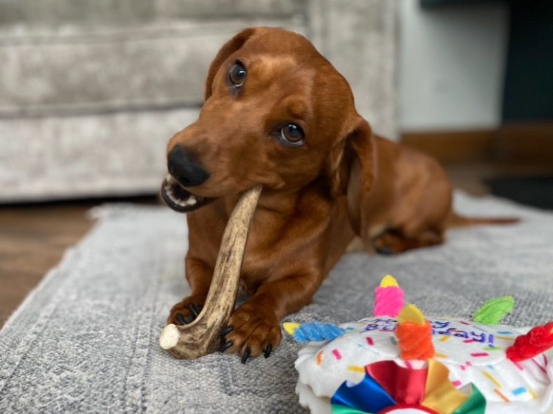 Hugo – Dachshund Stud Dog for Breeding in England | Vaccinated