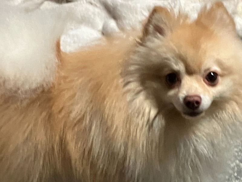 Pippin – Pomeranian Stud Dog for Breeding in California | Proven Stud, Vaccinated