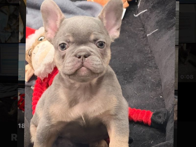 Lilly – French Bulldog Female Dog for Sale in Washington | Vaccinated