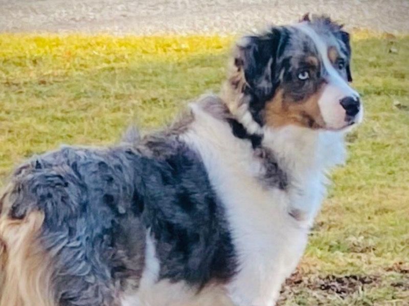 Olli – Miniature American Shepherd Stud Dog for Breeding in Ohio | Vaccinated