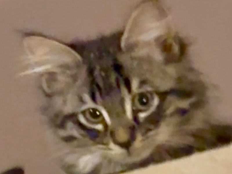 No Name – British Shorthair Male Cat for Sale in England