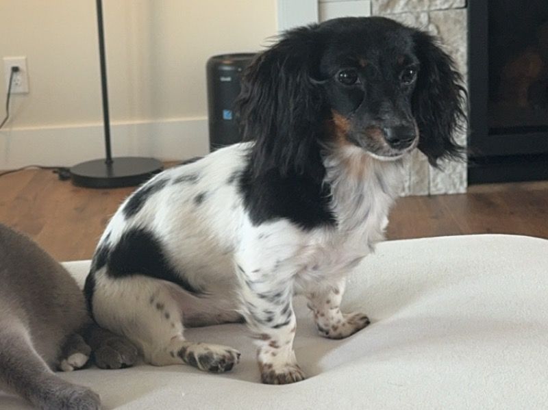 Winnie – Miniature Dachshund Female Dog for Breeding in Tennessee | Vaccinated