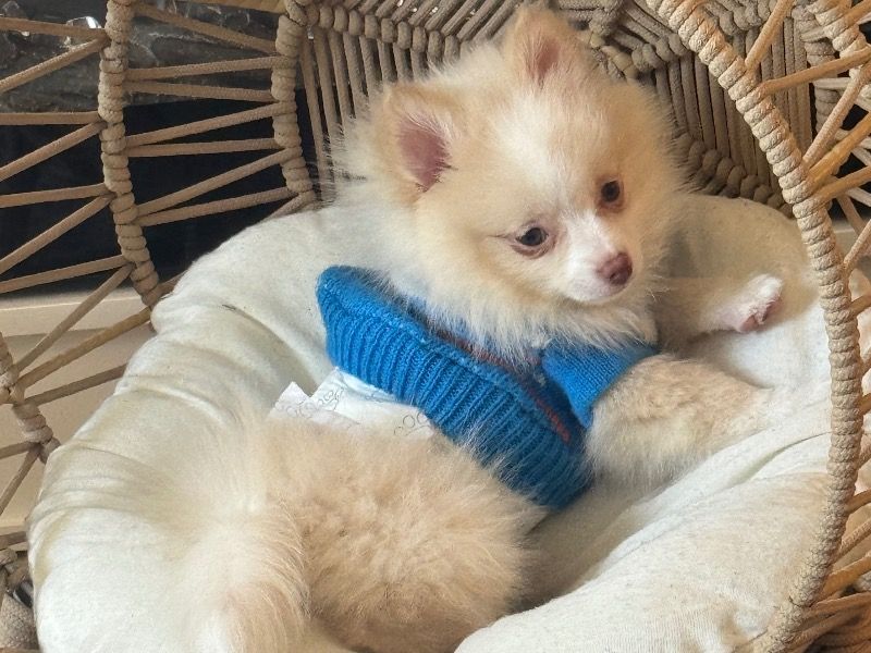 Lambo – Pomeranian Male Dog for Sale in Illinois | Vaccinated